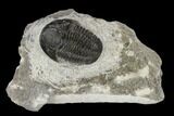 Detailed Gerastos Trilobite Fossil - Morocco #119004-2